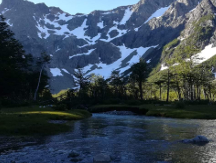 Bosque Patagónico